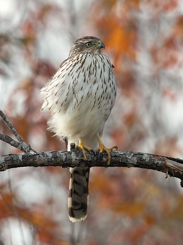 полосатый ястреб, sharp-shinned hawk, ястреб, hawk Sharp-shinned Hawk - Полосатый Ястребphoto preview