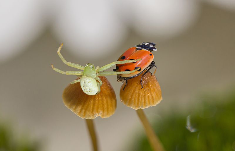 Ухажёрphoto preview