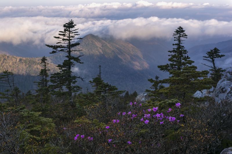 Рододендрон, тайга, горы, туман photo preview