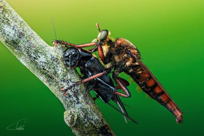 #macro #photoByTuan Robber-fly and his preyphoto preview