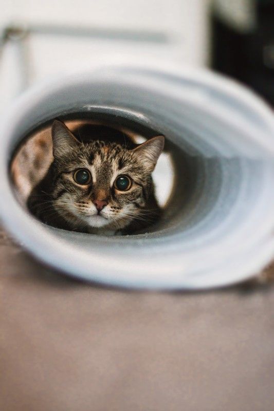 животные,кошка photo preview