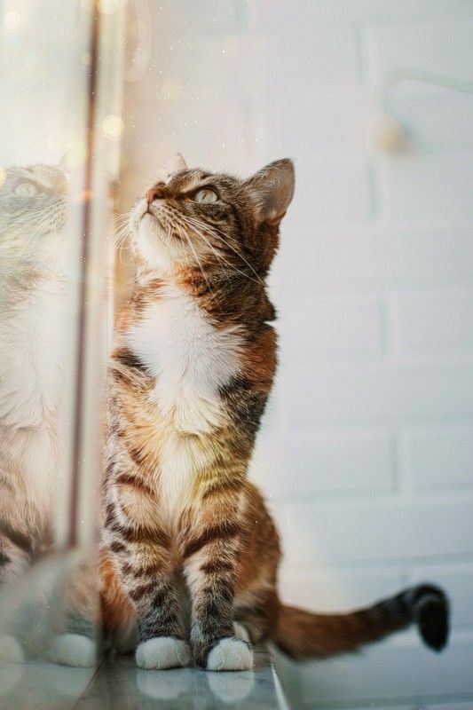 животные,кошка photo preview