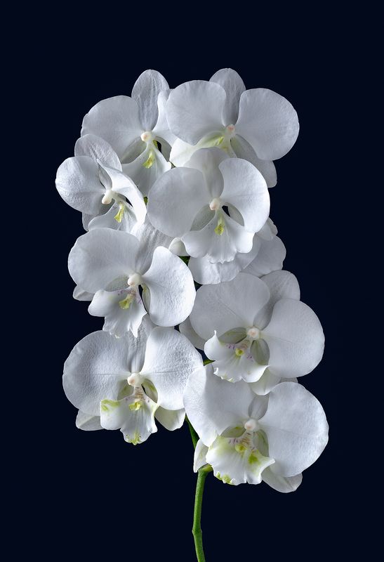 орхидея, цветы, цветение, лепестки, цветок Bohemian Dolcephoto preview