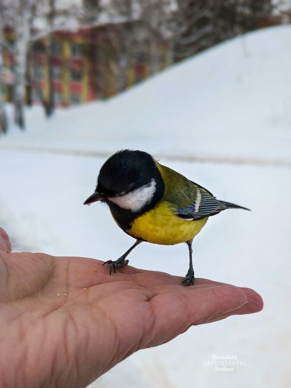 природа, nature, птицы, синички, пернатые, зима,  фото на телефон о Синичкиphoto preview