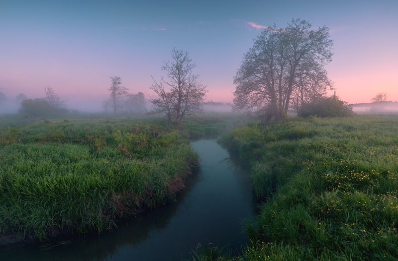 Лютики  ... фото превью