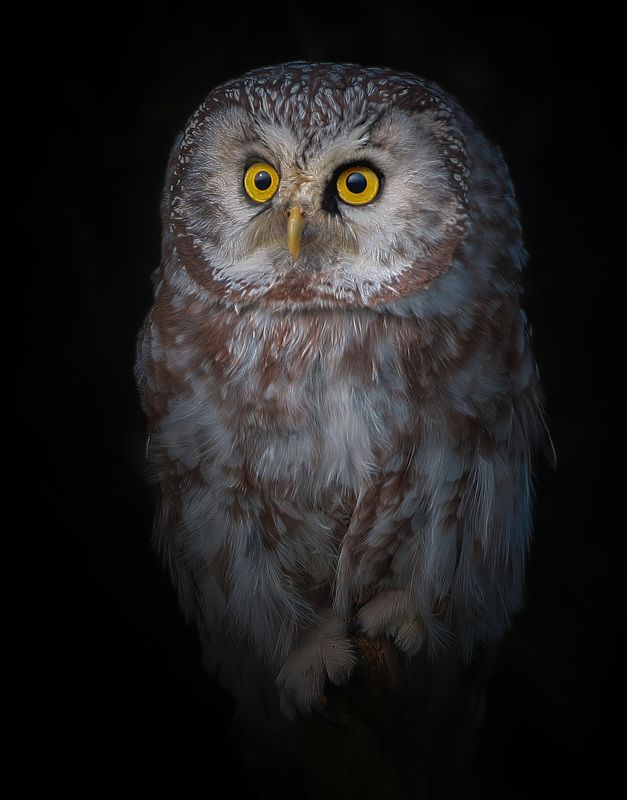 мохноногий сыч, aegolius funereus, tengmalm\\\'s owl, lututė Мохноногий сычphoto preview