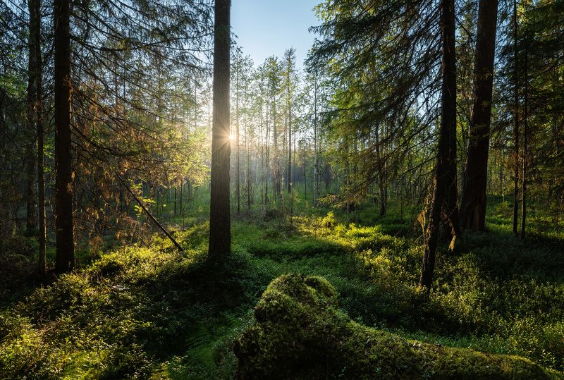 Ковер из мхаphoto preview