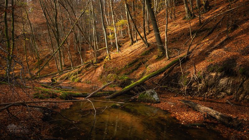 forest,river,trees,autumn,woodland,woods,landscape, Red Woodsphoto preview