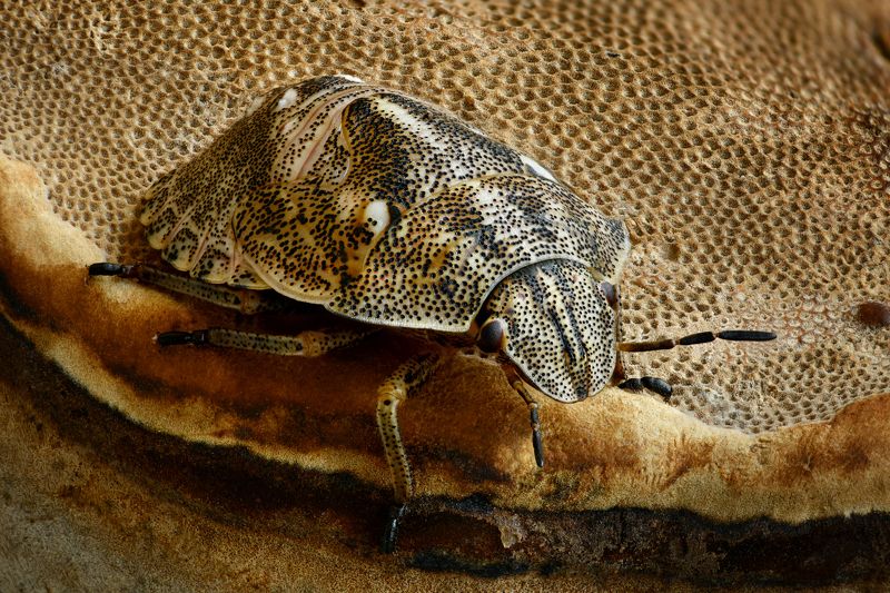 Eurygaster integricepsphoto preview