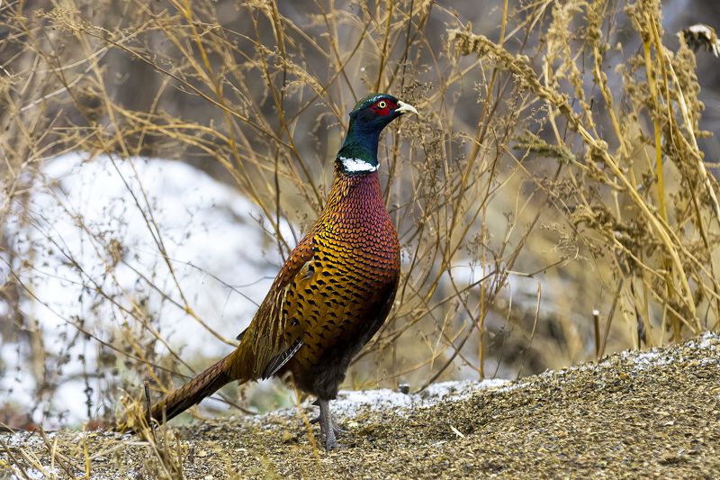 природа Фазанphoto preview