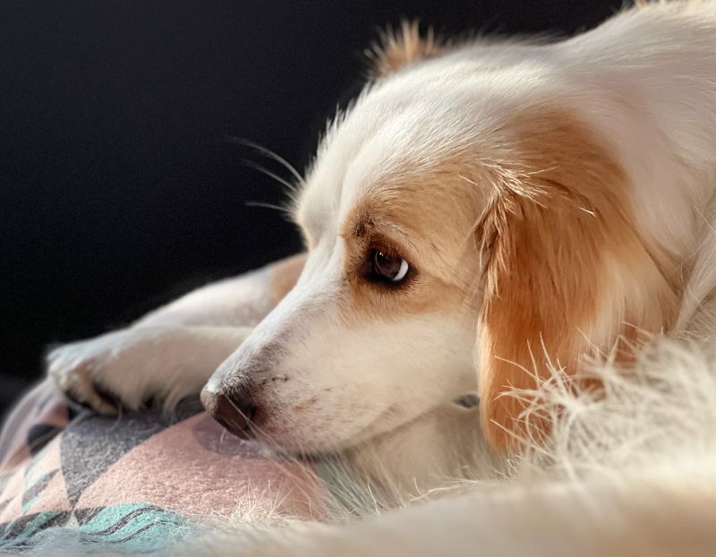 собака, питомец, пес, животные Софиphoto preview