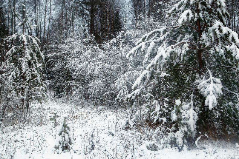 Под белым белым покрывалом... декабря )photo preview