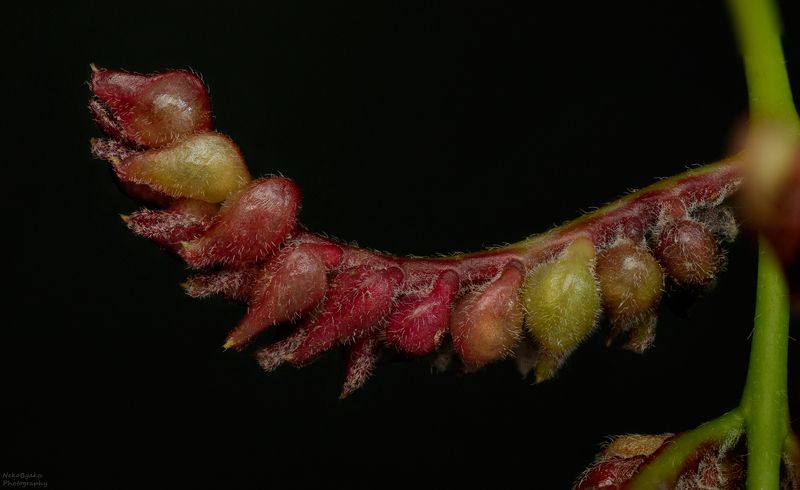 макро, природа, растения, насекомые, паразиты, галлица, macro, nature, plants, insects, parasites, gall midge, Галлица Dasineura gleditchiaephoto preview