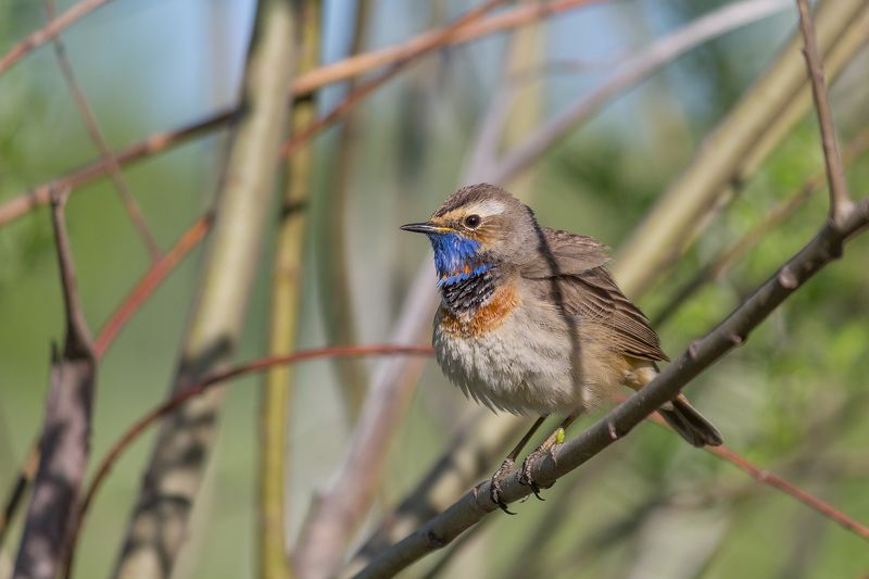 варакушка, птицы, птицы, весна, новосибирск Пушистыйphoto preview