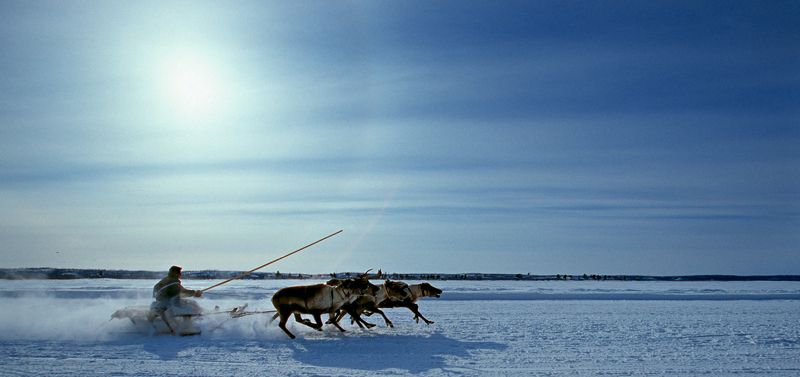 ямал; олени; север Утренняя пробежкаphoto preview