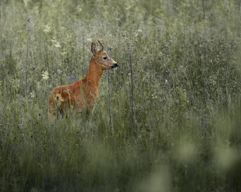 дикая природа, олень ***photo preview