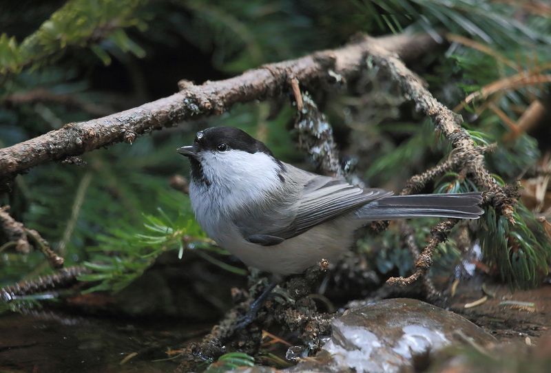 синица Синица с капелькойphoto preview