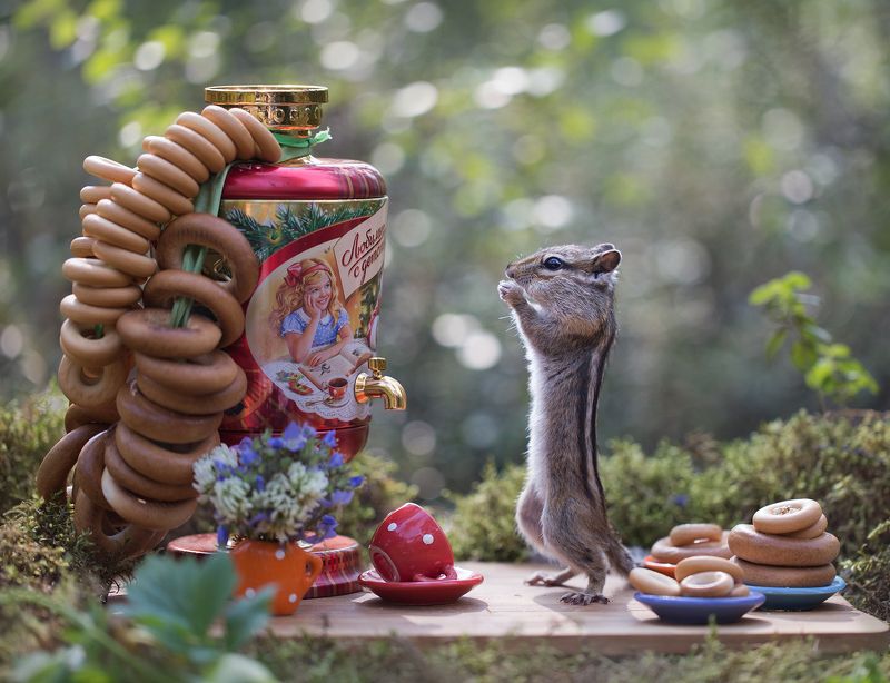 нерюнгри, бурундук, якутия, дикие_животные, женялевина, евгениялевина, животныеякутии, бурундукиибелкилевиной, натюрморт, натюрмортсживотными Чай с бубликами фото превью