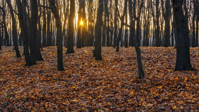 Золотая осень.photo preview