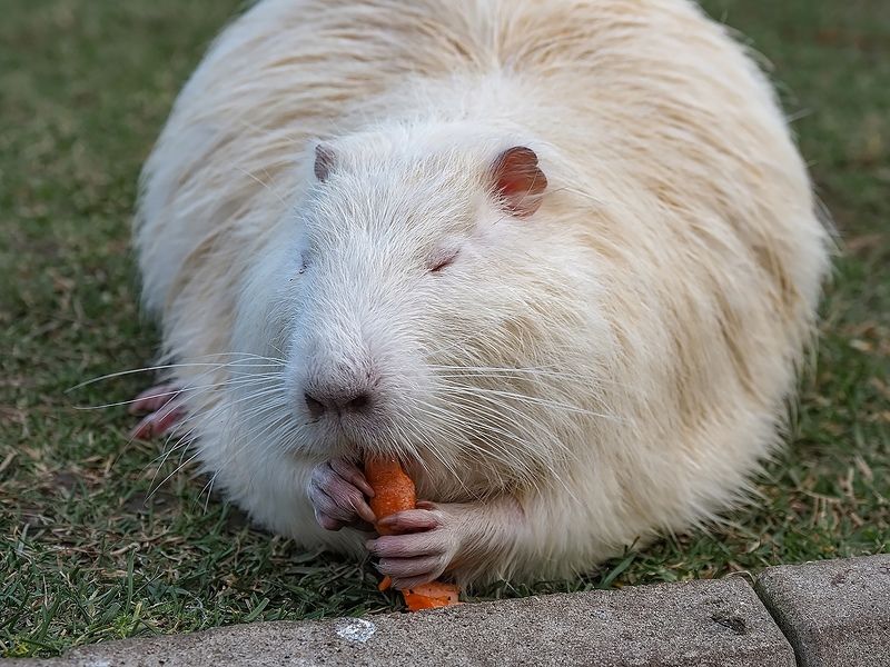 нутрия, животные сладкая морковкаphoto preview