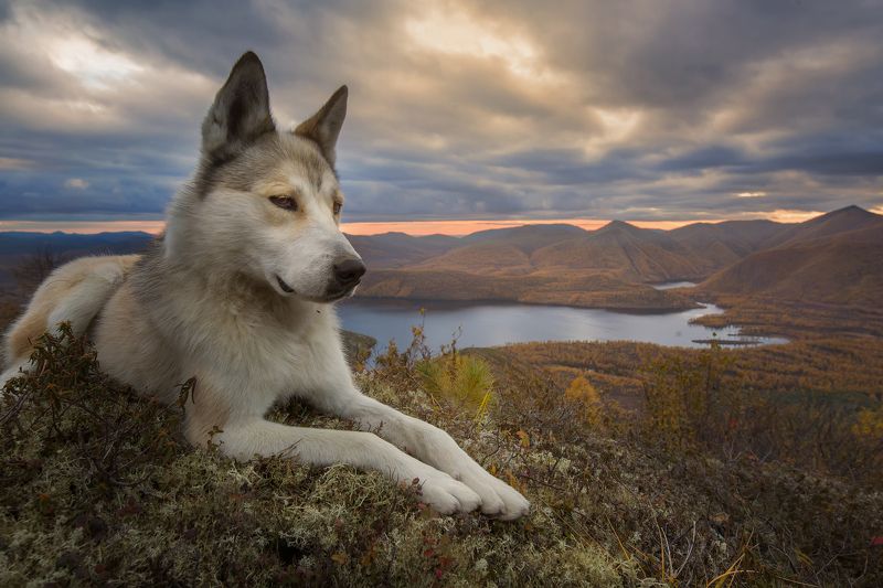 Мой друг Кемюс.photo preview