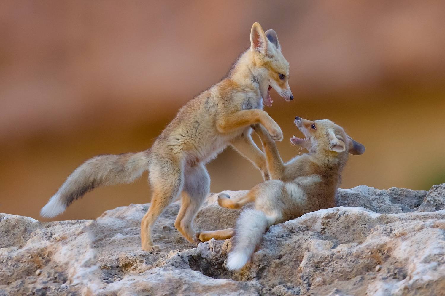 Fox family. Автор: David Manusevich , David Manusevich