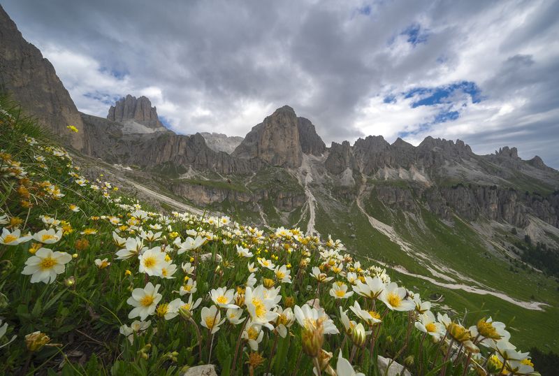Italy, dolomiti, mountain, mountains, landscape, flowers,  Flowerphoto preview