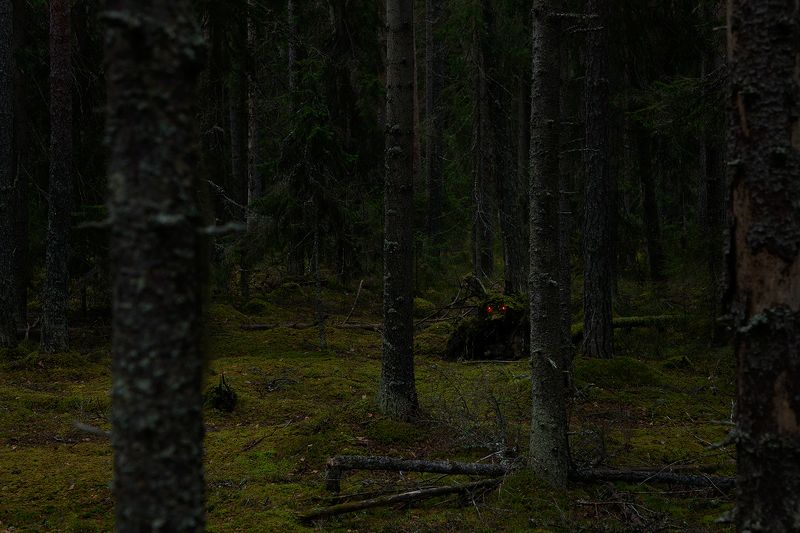 art, forest, autumn, tales Tales of the Karelian Isthmusphoto preview