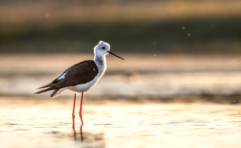 Ходулочник. photo preview