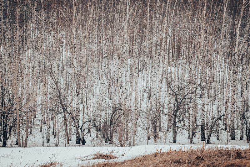 лес Лесphoto preview