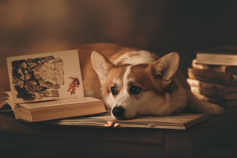 Читательница photo preview