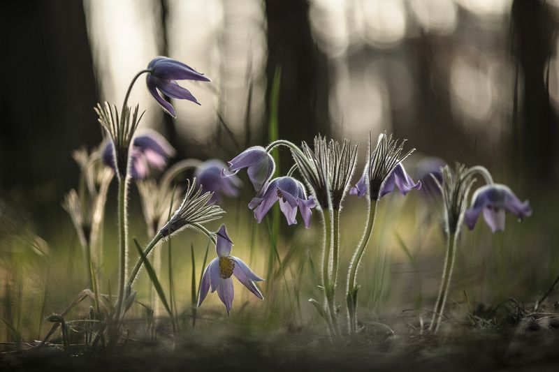 сон трава, россия, весна, апрель, воронеж, красота, nikon d 850, сны, carl zeiss makro-planar t* 100mm f/2 zf.2 Мгновения снов...photo preview