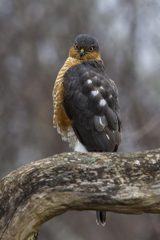 природа Ястребы перепелятникиphoto preview