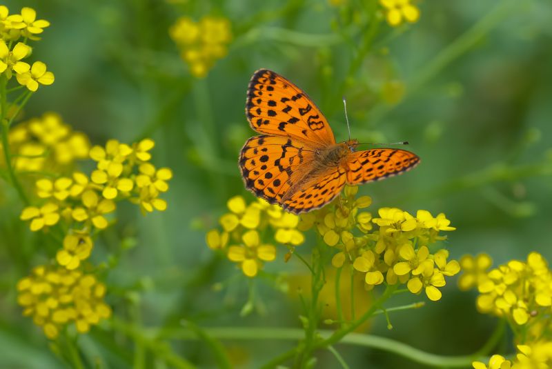 Бабочкиphoto preview