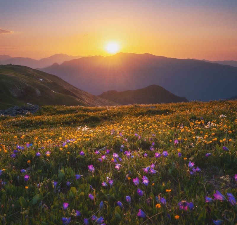 закат, солнце, цветы, горы Закат цветочного Магишо!photo preview