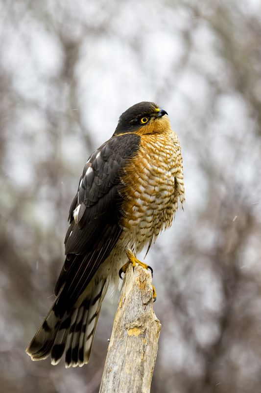 природа ***photo preview