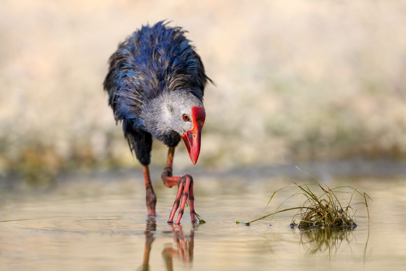 птица, фотоохота, султанка, природа, фауна Султанкаphoto preview