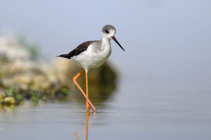 птица, фотоохота, кулик, ходулочник, природа, фауна Ходулочникphoto preview