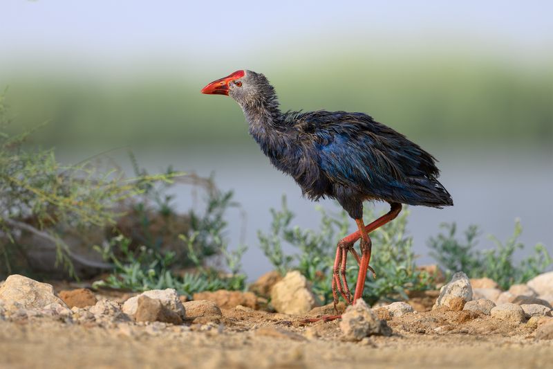 птица, фотоохота, султанка, природа, фауна Султанкаphoto preview