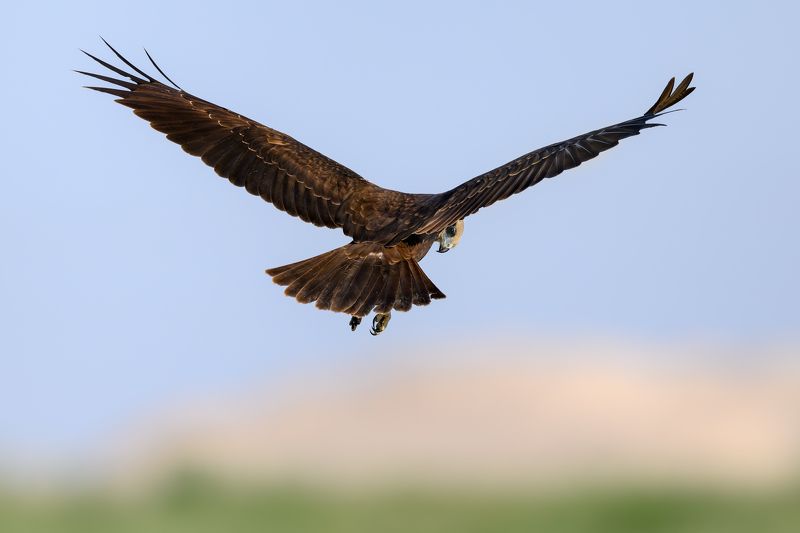 птица, фотоохота, лунь, природа, фауна Болотный луньphoto preview