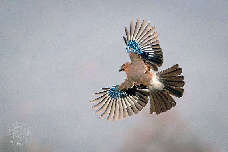 Сойка - Lens and Feathersphoto preview