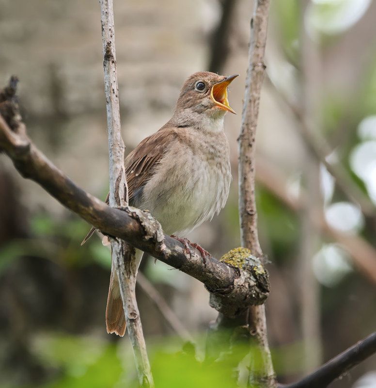 птицы, соловей Соловушкаphoto preview