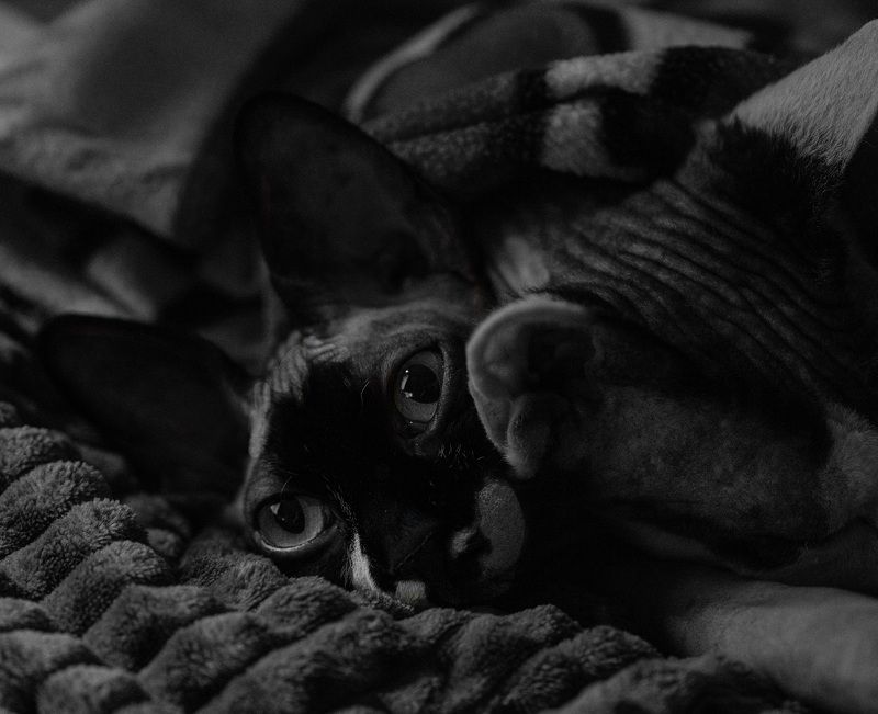 кошки  ночь  У нас уже ночь photo preview