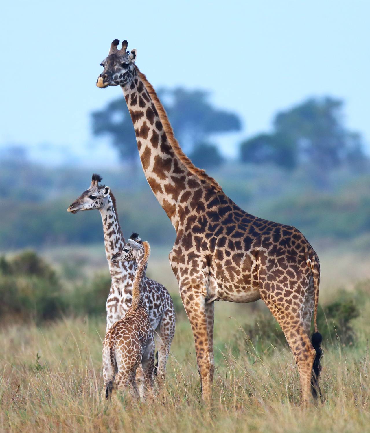 Автор: Гудков Андрей , Гудков Андрей