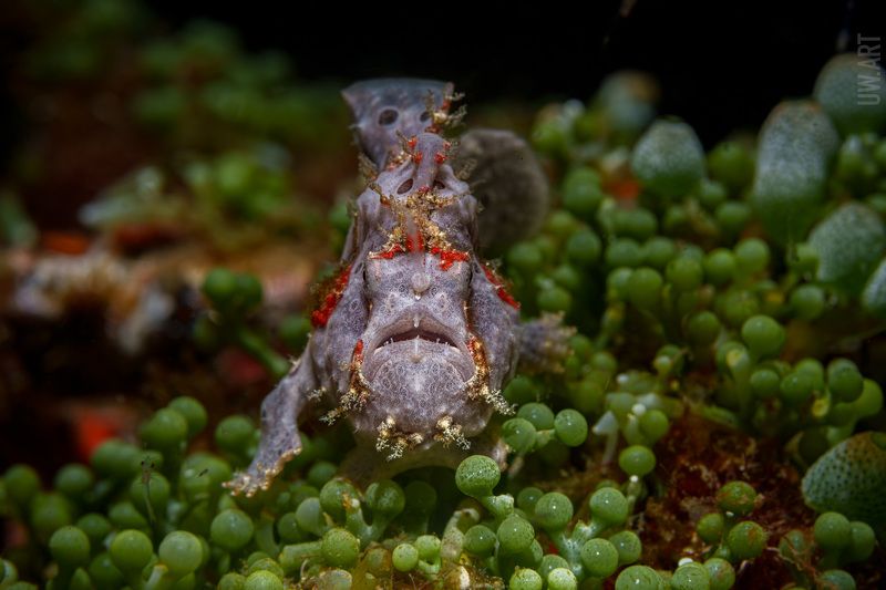 По широкому пройду лугу photo preview