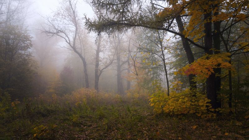 осень  деревья туман Октябрьское утроphoto preview