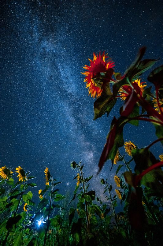 млечный путь, подсолнух, казахстан Подсолнухиphoto preview