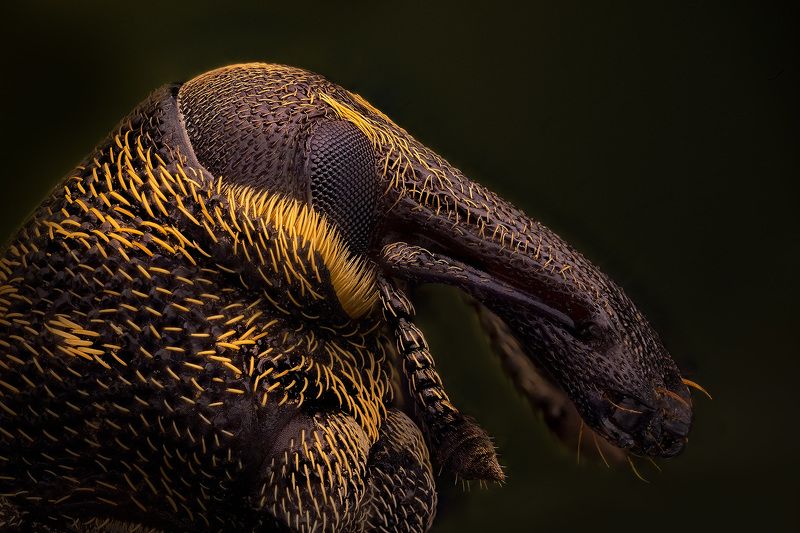 coleoptera, curculionoidea, hylobius abietis, долгоносик сосновый большой, didysis pušinis straubliukas Плохиш в футляреphoto preview