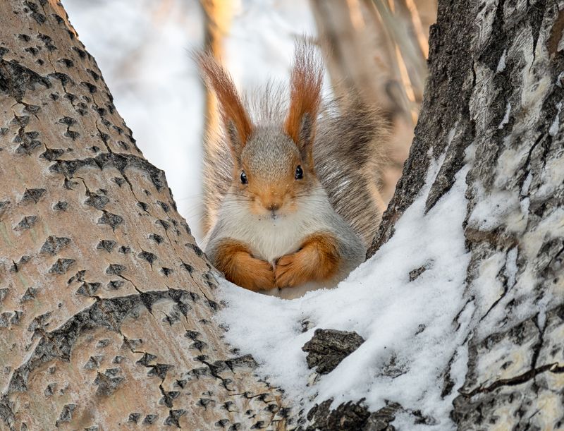 белка, лес, зима, КУПЧИХА без самовара (3 ФОТО)photo preview