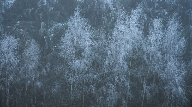 czechia,czech,lusatian,woodland,trees,snow,frozen,winter Frozen treesphoto preview